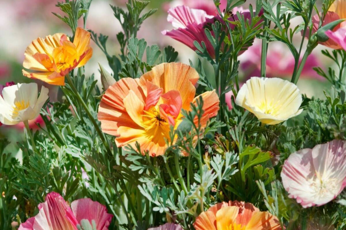 Ballerina Mix California Poppy Seeds - Multicolor Blooms, Drought Tolerant, Pollinator Friendly