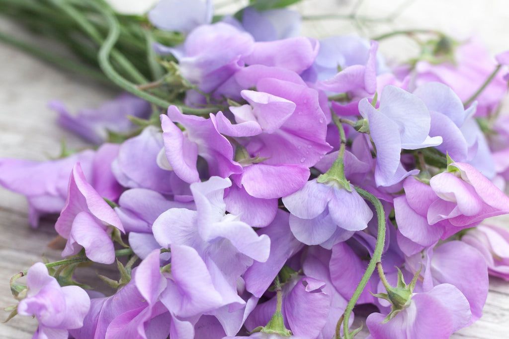 Royal Lavender Sweet Pea Seeds – Fragrant Climbing Vine, 80 Days, Pollinator-Friendly