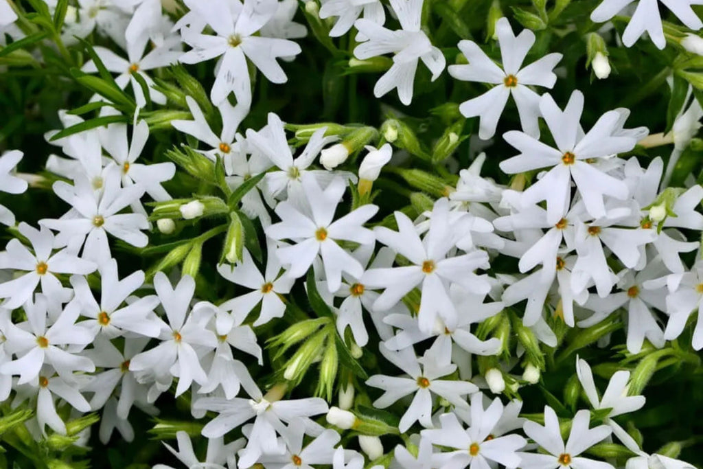Snowflake Creeping Phlox Seeds - 100 White Ground Cover Seeds | Phlox subulata