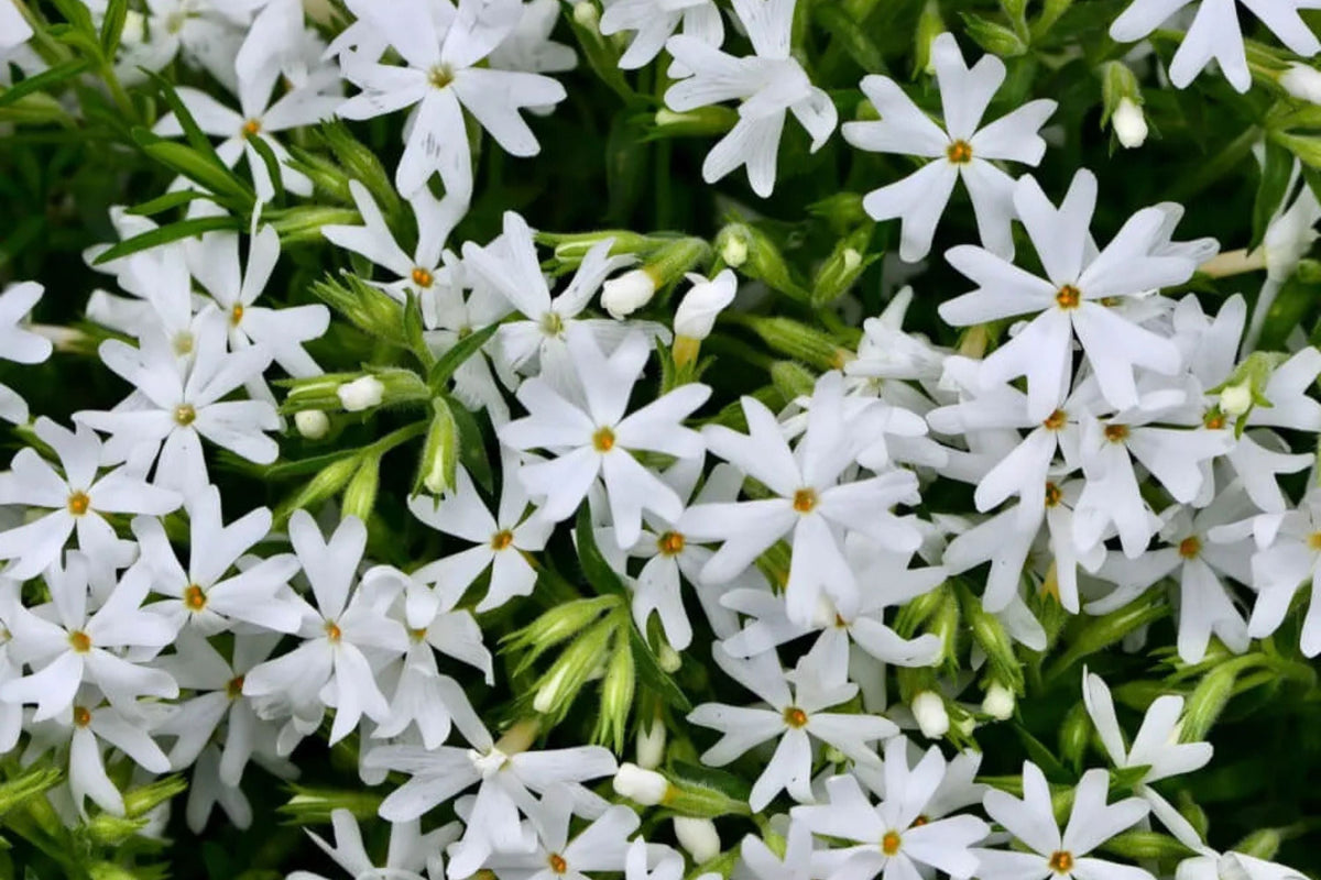 Snowflake Creeping Phlox Seeds - 100 White Ground Cover Seeds | Phlox subulata