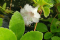 Alsobia dianthiflora Starter Plant - Trailing Houseplant with Lacy White Blooms, 1" Pot