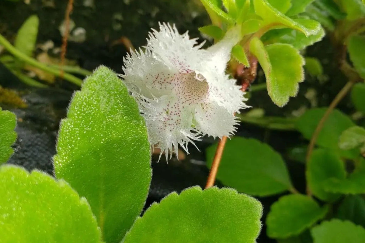 Alsobia dianthiflora Starter Plant - Trailing Houseplant with Lacy White Blooms, 1" Pot