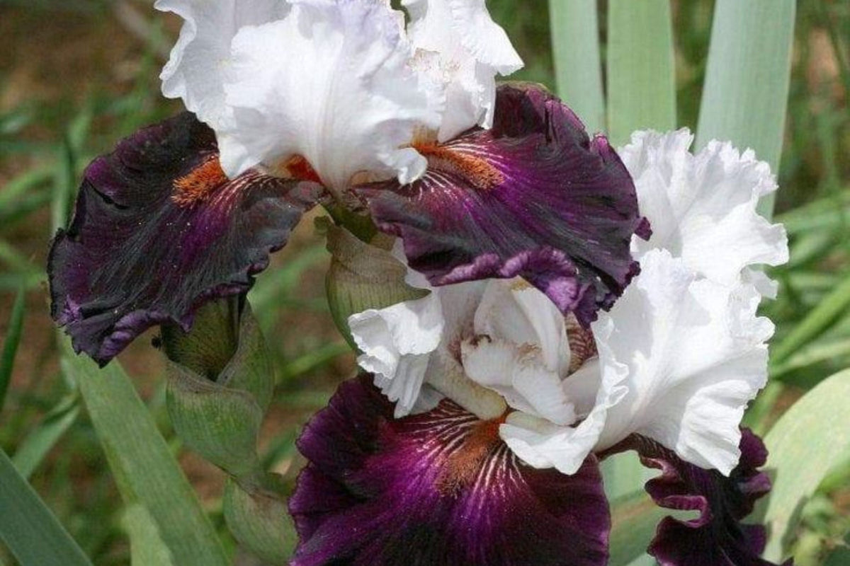 Bearded Iris Mixed - 3 Bareroot Rhizomes | Iris germanica