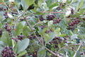 Aronia Tree Seedling - Black Chokeberry (Aronia melanocarpa) Bareroot 12-18"