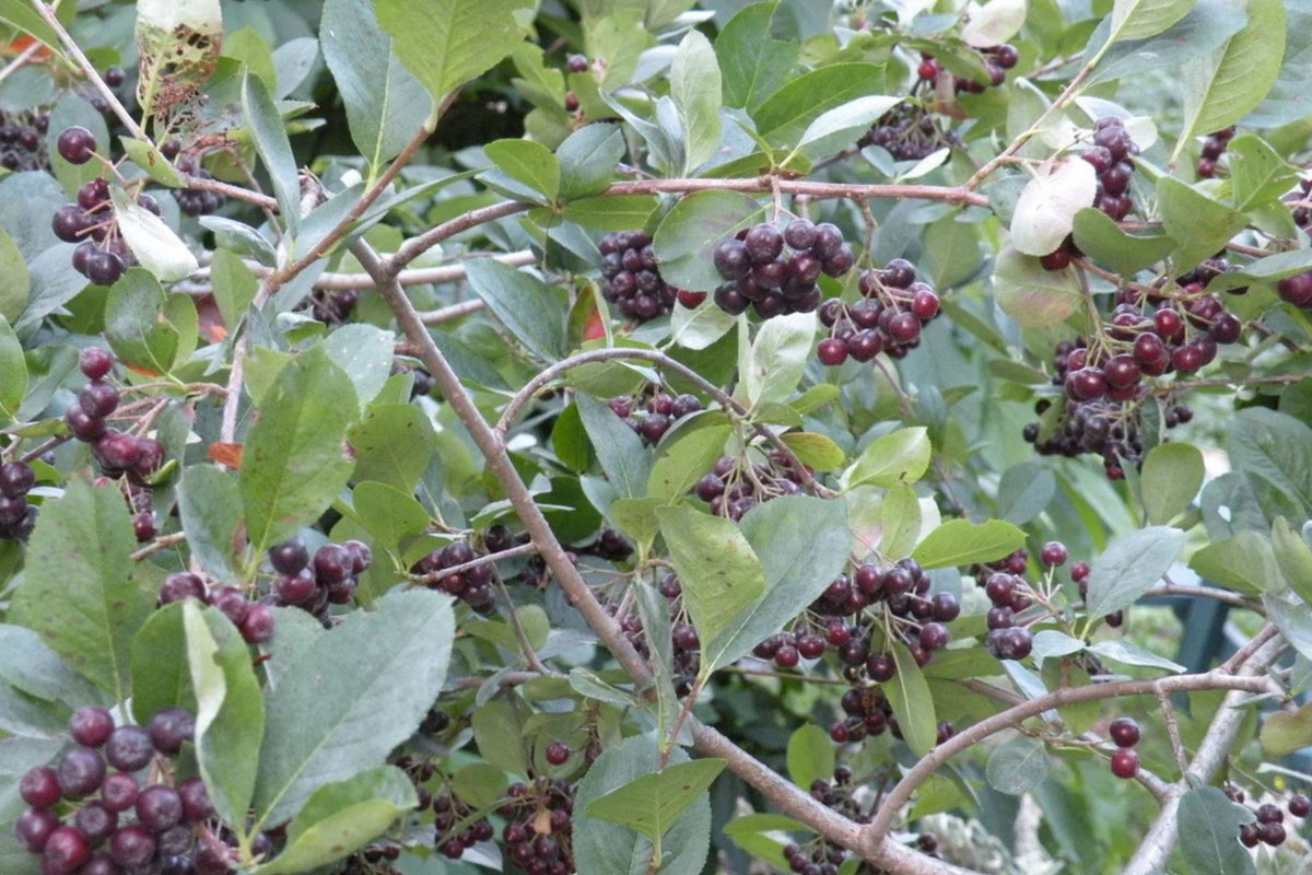 Aronia Tree Seedling - Black Chokeberry (Aronia melanocarpa) Bareroot 12-18"