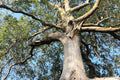 White Ash Tree Seedling Fraxinus americana - Bare Root 8-12" Tall