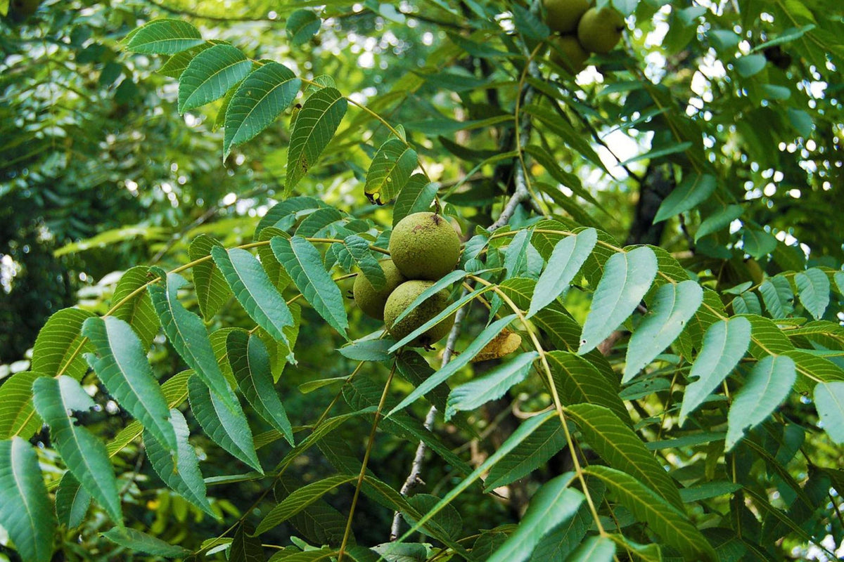 Black Walnut Tree Bareroot 30-40" Juglans nigra Native Eastern US