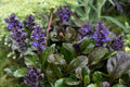 Ajuga Reptans Plantlets - 12 Bare Root Bugleweed Plantlets (Ground Cover)