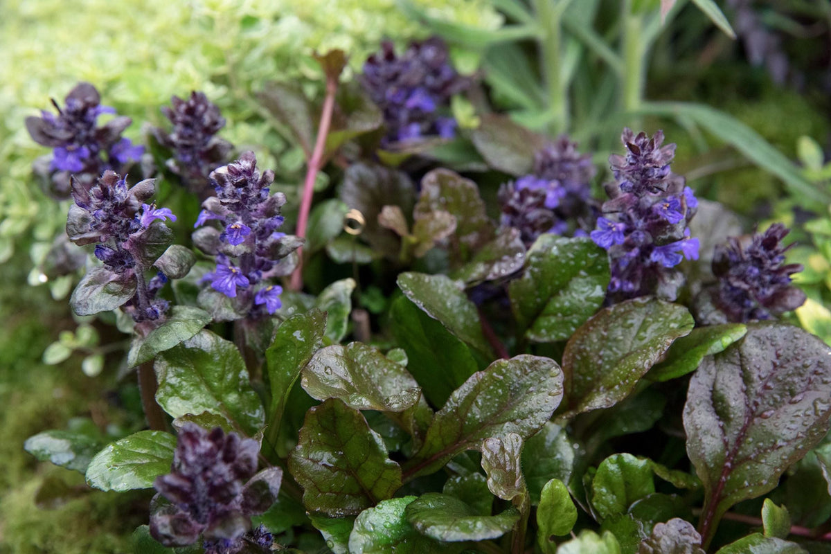 Ajuga Reptans Plantlets - 12 Bare Root Bugleweed Plantlets (Ground Cover)