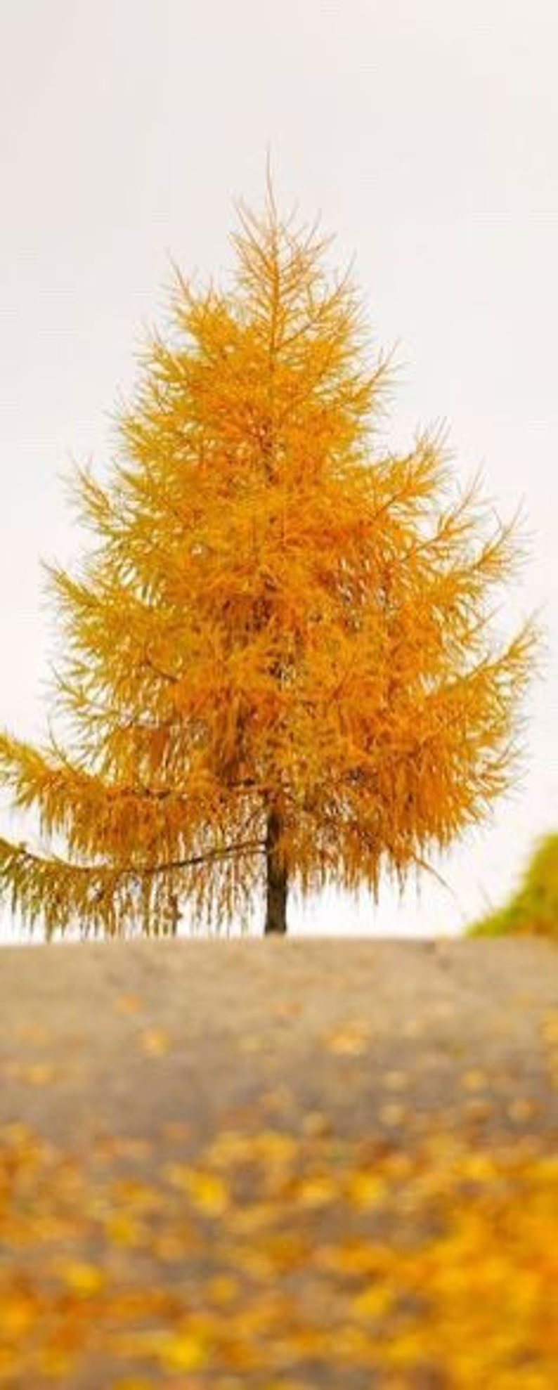 Bald Cypress Quart Pot Plant - Deciduous Conifer, Taxodium distichum, Adaptable to Various Soils, Russet-Red Fall Color