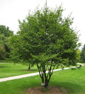 American Hornbeam Tree in Quart Pot - Carpinus caroliniana - Small Tree for USDA Zones 3-9 - Bareroot Shipping Available