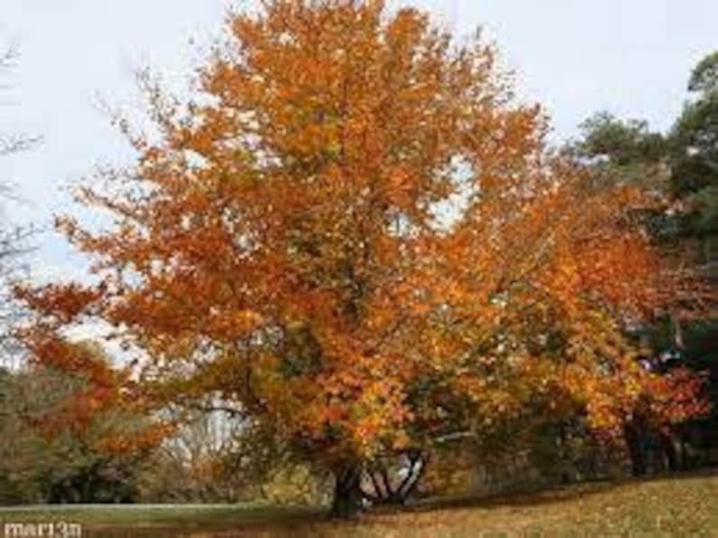 American Beech Plant in Quart Pot - Fagus grandifolia - Deciduous Tree for Landscaping & Gardens
