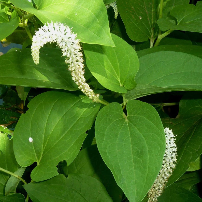 Lizard's Tail Live Plant 4" Pot - Saururus cernuus - Native North American Aquatic Perennial for Zones 3-9