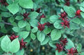 Carolina Allspice Plant in Quart Pot - Calycanthus 'Sweetshrub' - Aromatic Deciduous Shrub for USDA Zones 4-9