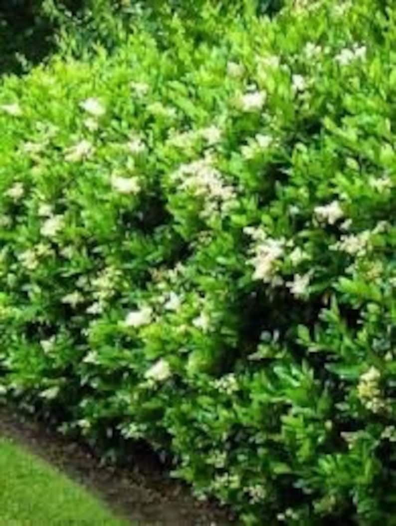 California Privet Plant in Quart Pot - Ligustrum ovalifolium - Fast-Growing Deciduous Shrub, USDA Zone 4-8, Dense Green Foliage
