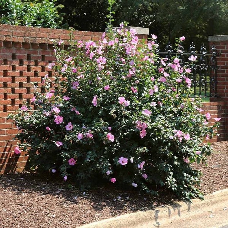Minerva Rose of Sharon Plant - Quart Pot - Hibiscus syriacus - Flowering Shrub - USDA Zone 6-9 - Bareroot Shipping Available