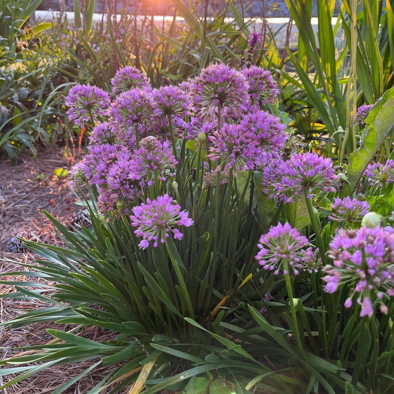Millenium Onion Live Plant 3.5" Pot - Allium 'Millenium' - Full Sun to Part Shade - Hardy Perennial for Zones 5-8