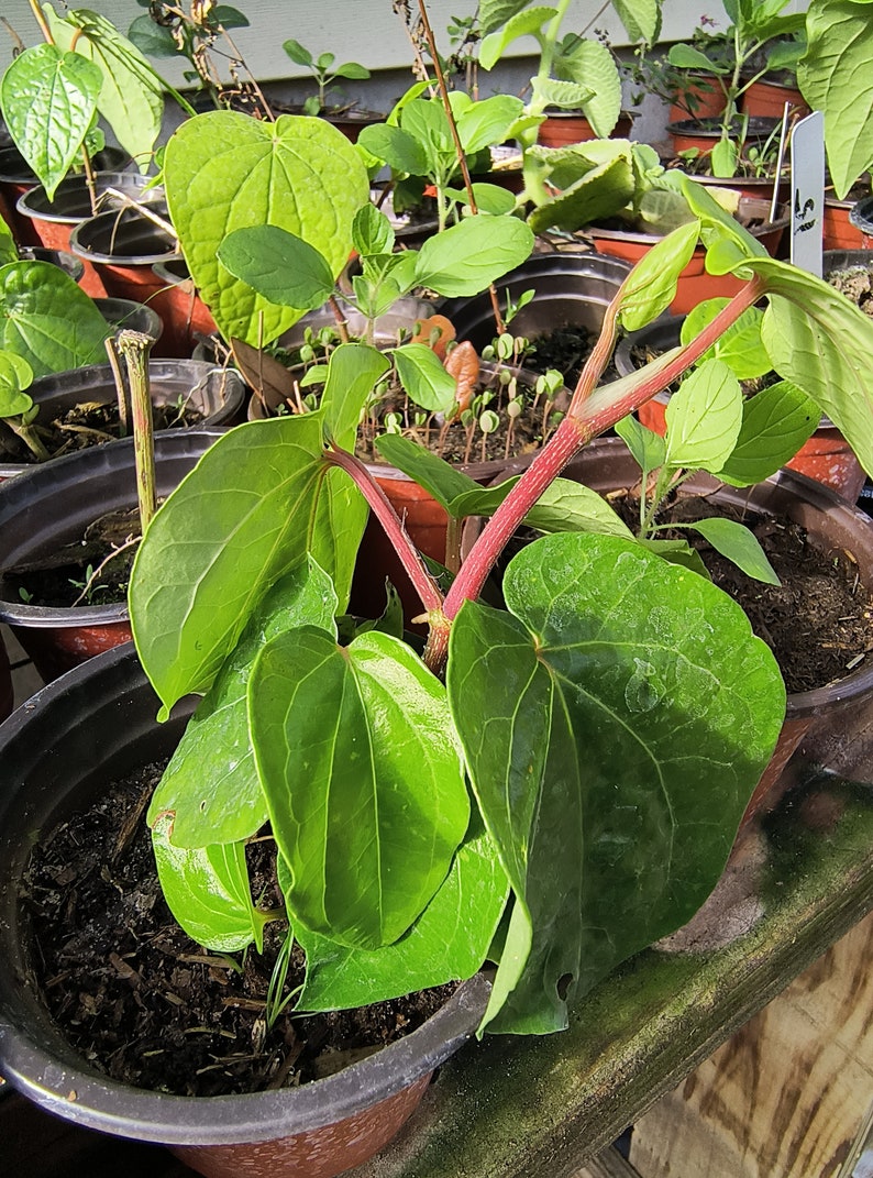 Organic Betel Leaf Plant (Paan) - Piper Betle Vine - Live Herb Vine Spice in 4 Inch Pot - Barui, Bai Phu