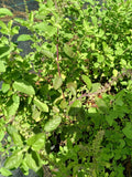 Large Rama Tulsi Plant - 12-14 Inch Holy Basil in Half Gallon Pot - Ocimum sanctum - Bushy Green Stem Plant