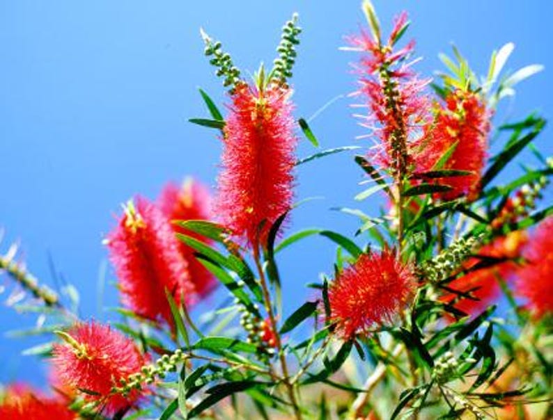 Bottlebrush Tree Half Gal Pot Melaleuca Citrina Pendula | Easy to Grow Small to Medium Size Tree for Pot or Ground