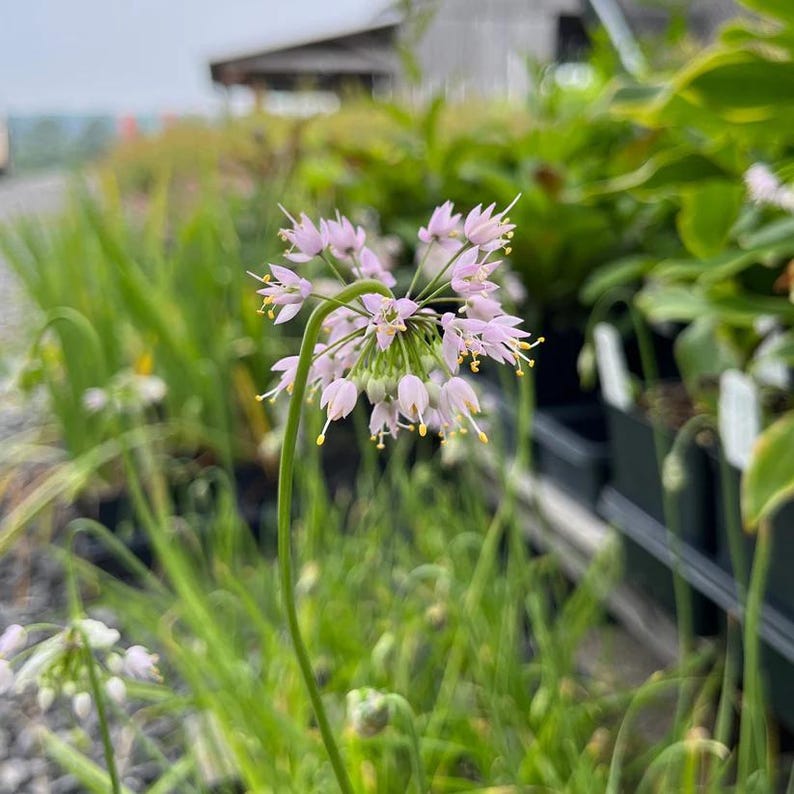 Nodding Onion Live Plant 3.5" Pot Allium cernuum Native North America Full Sun to Part Shade Zones 4-8