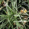 Carex Plant - Bareroot - Everest Variety - Compact Clumping Habit - Carex oshimensis - Part Sun, Zones 5-9
