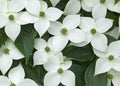 Kousa Dogwood Plant - 18-24" Bareroot - Cornus kousa - Edible Fruit, Attracts Wildlife - Zones 5-8