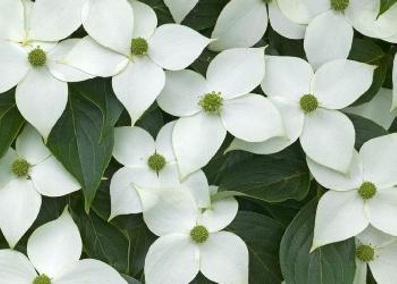 Kousa Dogwood Plant - 18-24" Bareroot - Cornus kousa - Edible Fruit, Attracts Wildlife - Zones 5-8
