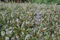 Ajuga Chocolate Chip Plants - Bare Root Clump - Ajuga reptans Chocolate Chip - Ground Cover Bugleweed