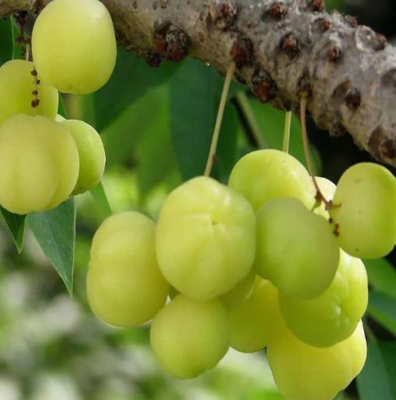 Organic Star Gooseberry Plant in Pot - 16-24" Dwarf Air Layered (Phyllanthus acidus) - Easy to Grow, Fruiting Tree