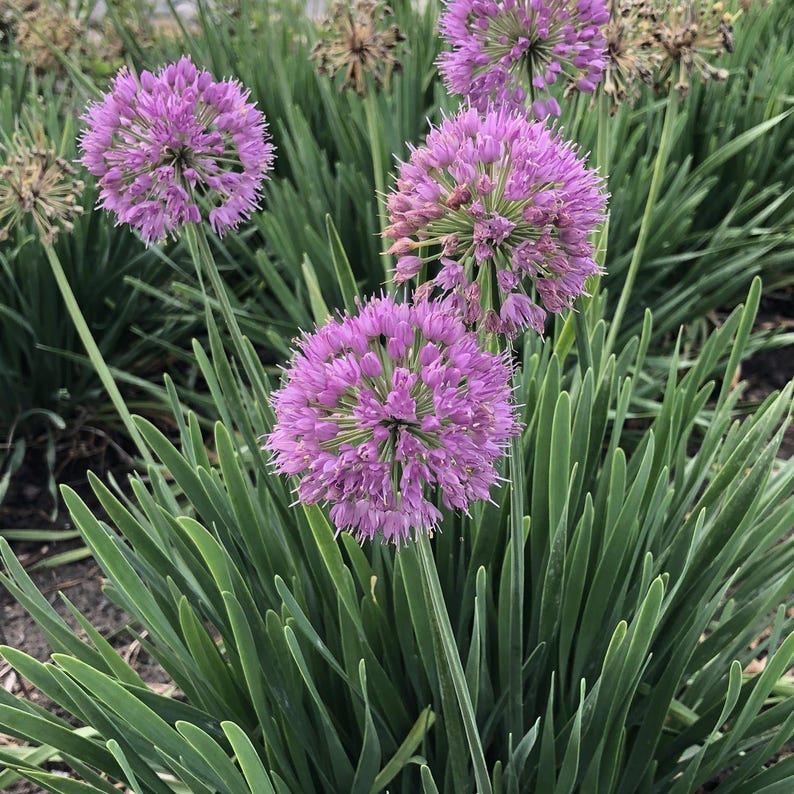 Allium Bulbs - Bareroot Clump - Serendipity Variety - Allium Serendipity