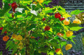 Abutilon Lucky Lantern Red Yellow Tangerine Plant in 4" Pot - Abutilon hybrid