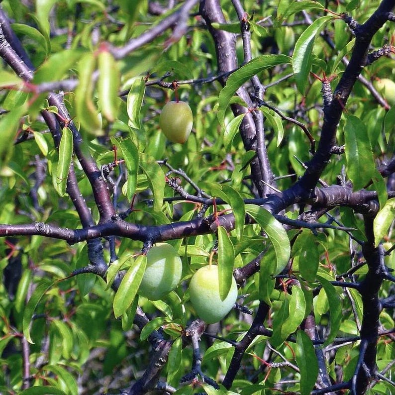 Chickasaw Plum Live Plant 1 Quart Pot - Prunus angustifolia - Native to Central and Eastern U.S. - Zones 5-9 - Full Sun to Part Shade