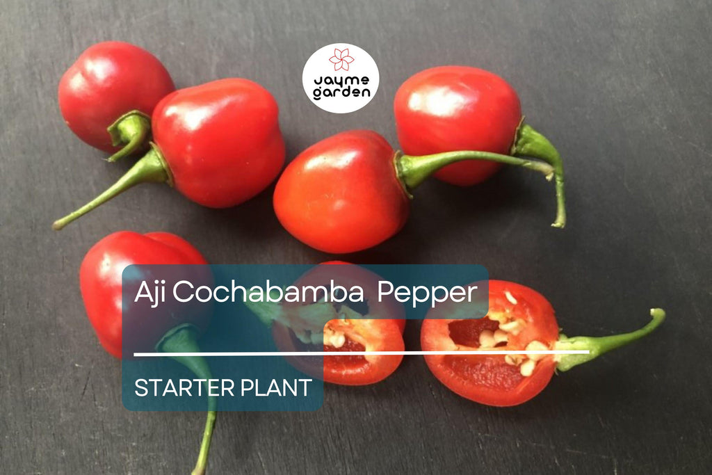 3 Aji Cochabamba Young Plants - Rare Pepper Variety - Sweet & Spicy Flavor, Perfect for Gardens, Containers Culinary Delights