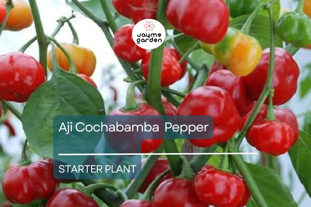 3 Aji Cochabamba Young Plants - Rare Pepper Variety - Sweet & Spicy Flavor, Perfect for Gardens, Containers Culinary Delights