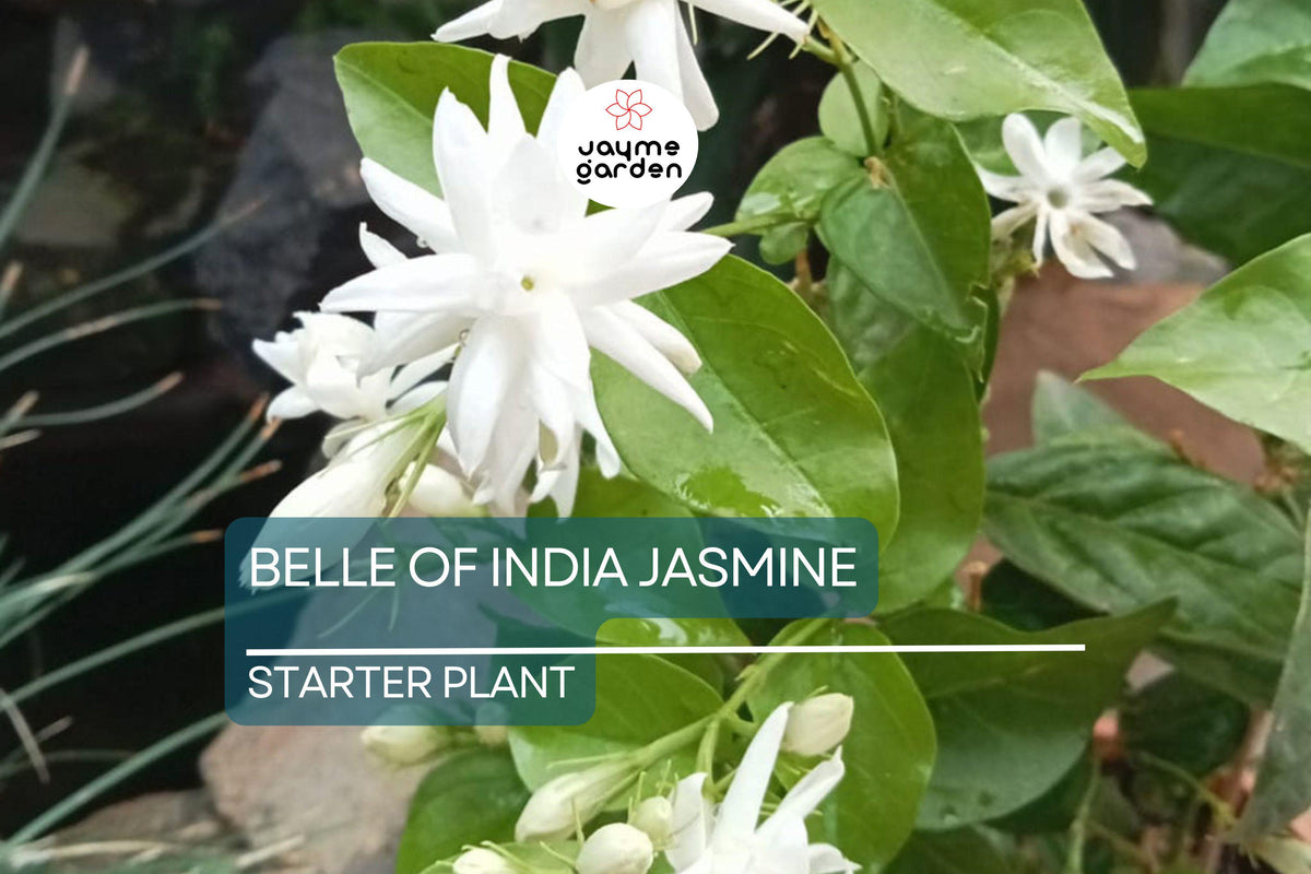Belle of India Jasmine Starter Plant | Jasminum Sambac Double | Intensely Fragrant Blooms | Easy-Care Indoor/Outdoor Plant | Zones 8-11