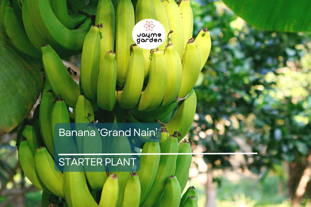 Banana 'Gran Nain' Musa Starter Plant | Live Organic Plant | Hardy, High-Yield | Chiquita Variety | Indoor & Outdoor Gardening