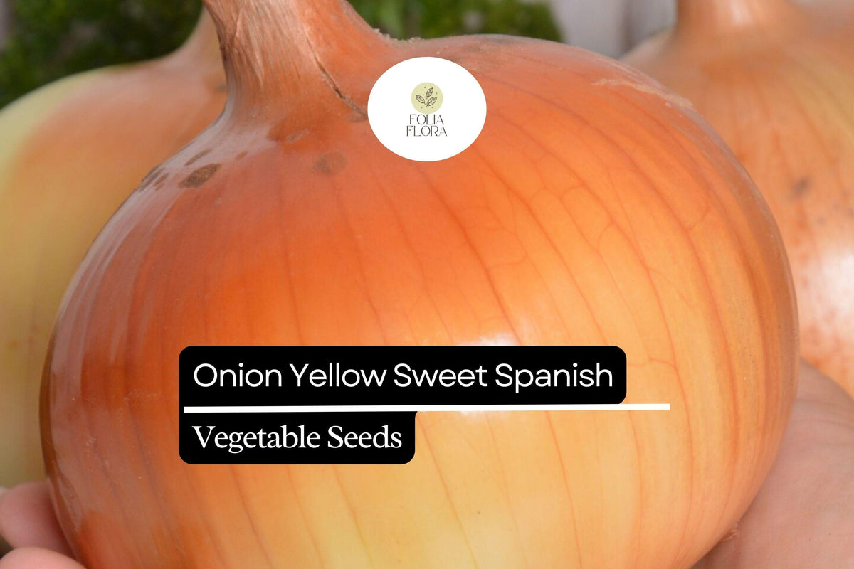 200 Yellow Spanish Sweet Onion Seeds – Allium cepa – Heirloom, Large & Mild, High-Yielding, Perfect for Cooking