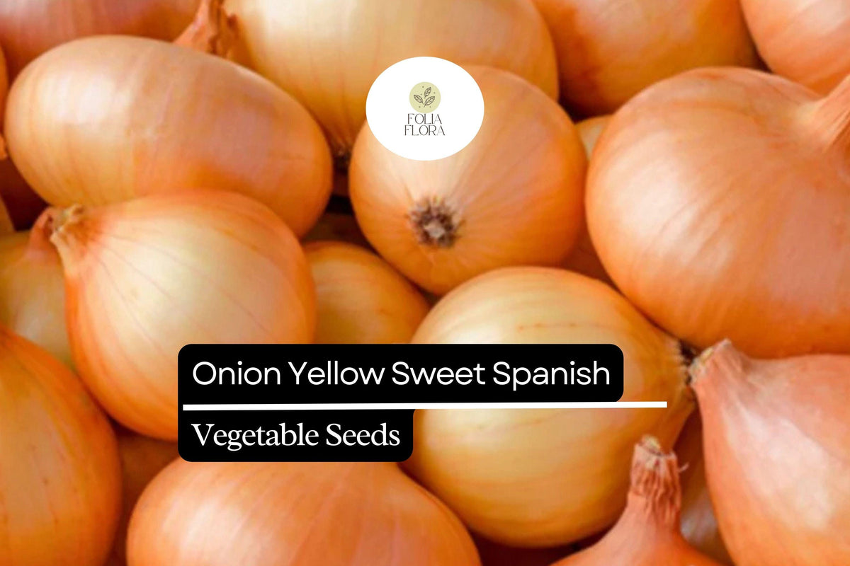 200 Yellow Spanish Sweet Onion Seeds – Allium cepa – Heirloom, Large & Mild, High-Yielding, Perfect for Cooking