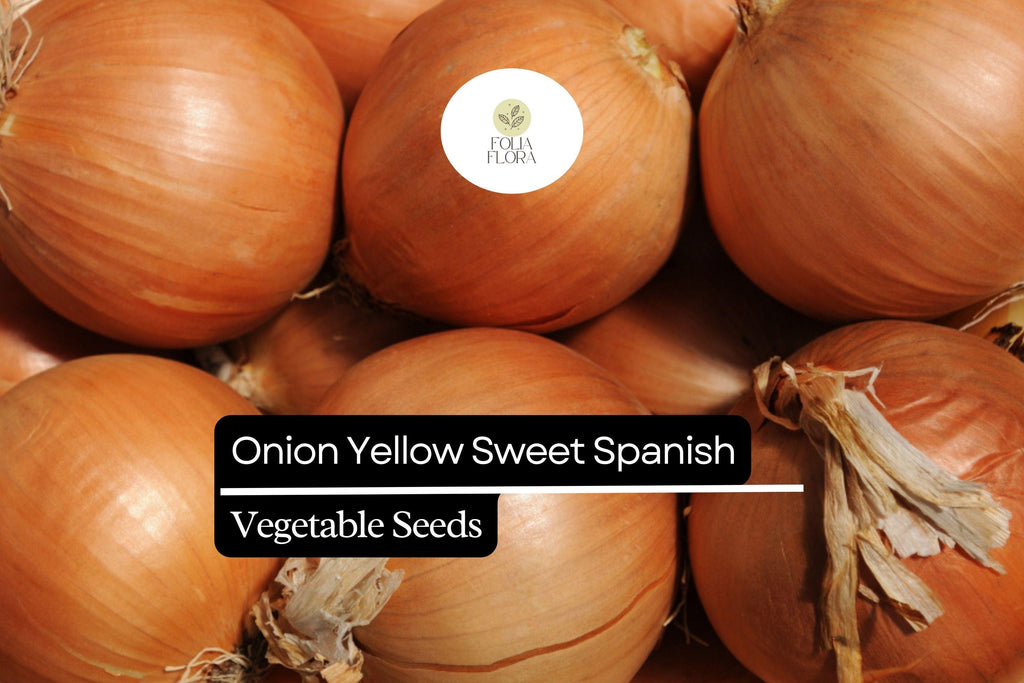 200 Yellow Spanish Sweet Onion Seeds – Allium cepa – Heirloom, Large & Mild, High-Yielding, Perfect for Cooking