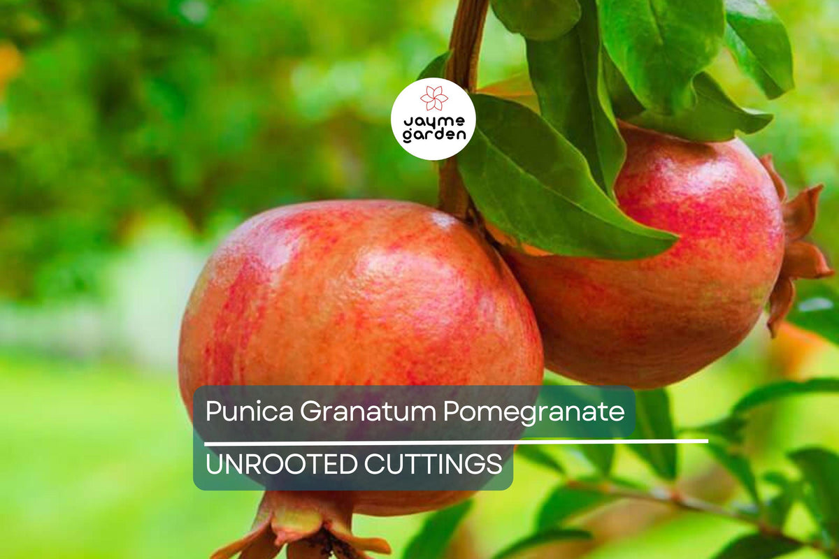 Punica Granatum Pomegranate Tree Cuttings, 6” Live Plants, Fast-Growing, Evergreen, Fruit-Bearing, USDA Zones 7-11, Organic
