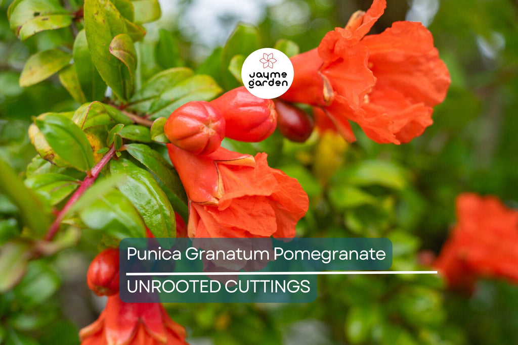 Punica Granatum Pomegranate Tree Cuttings, 6” Live Plants, Fast-Growing, Evergreen, Fruit-Bearing, USDA Zones 7-11, Organic