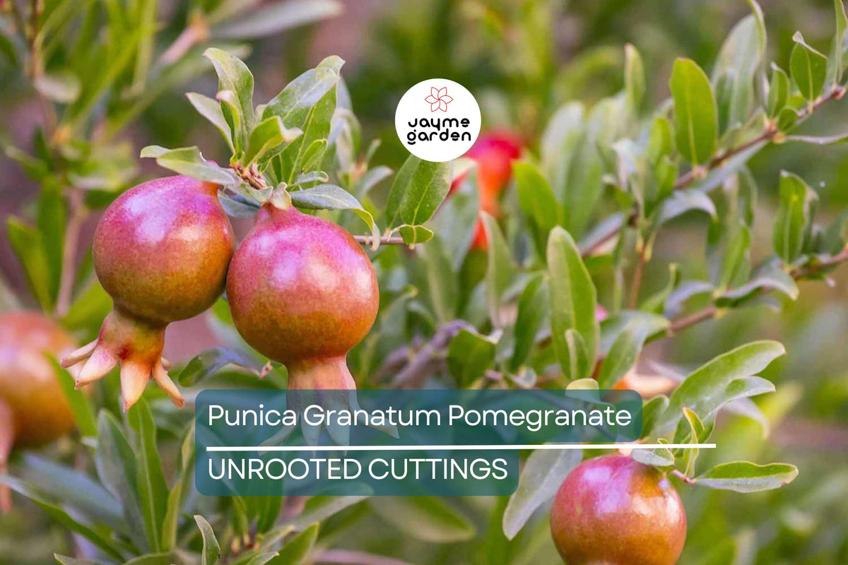 Punica Granatum Pomegranate Tree Cuttings, 6” Live Plants, Fast-Growing, Evergreen, Fruit-Bearing, USDA Zones 7-11, Organic