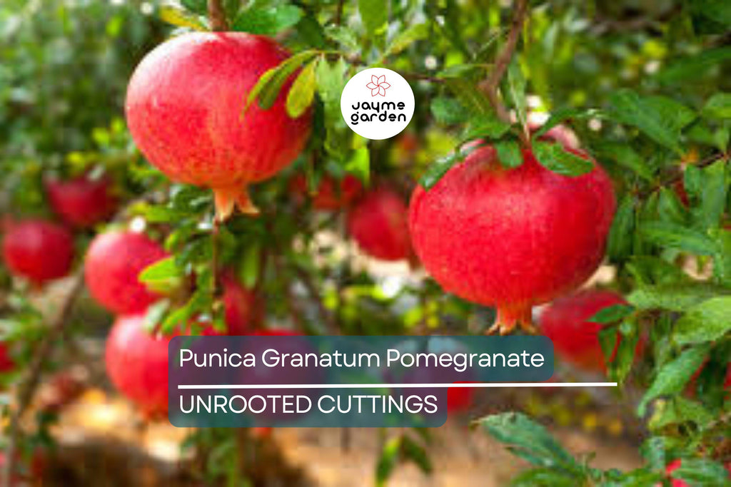 Punica Granatum Pomegranate Tree Cuttings, 6” Live Plants, Fast-Growing, Evergreen, Fruit-Bearing, USDA Zones 7-11, Organic
