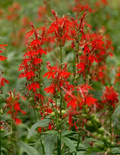 600 Red Lobelia Cardinalis Seeds | Tall Cardinal Flower - Perennial Wildflower