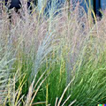 1,000 Ornamental Grass Seeds - Andropogon gerardii Big Blue (Big Blue Grass) – Native, Tall, Drought-Tolerant
