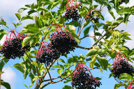 American Elderberry Tree Sambucus canadensis Bare Root - Fully Rooted Live Plant