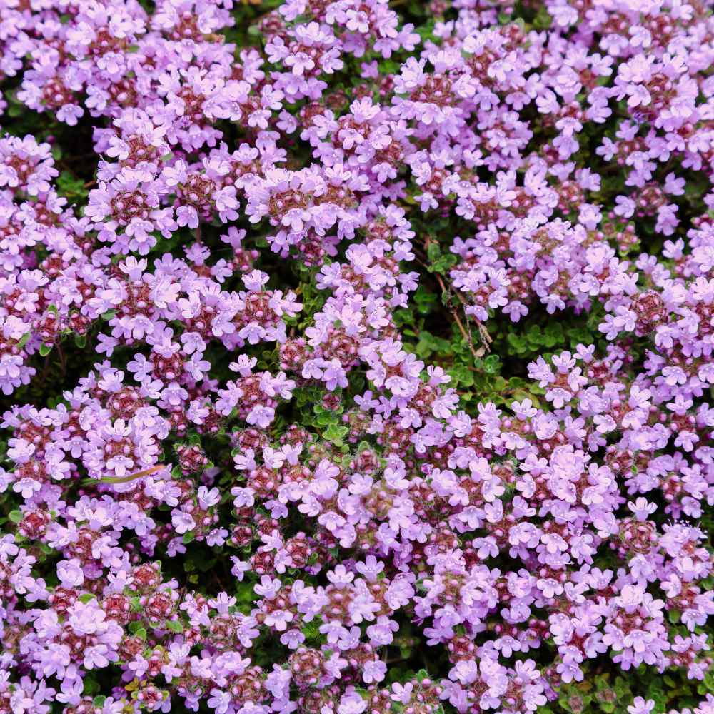 Creeping Thyme Wild Groundcover Seeds (500) – Perennial, Purple Flowers, Fragrant, Non-GMO