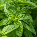Sweet Basil Seeds – Ocimum basilicum, 600 Seeds for Cooking & Gardening