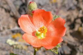 20 Monroe's Globemallow Seeds (Sphaeralcea munroana) - Drought-Tolerant Orange Flowers, 20 Seeds